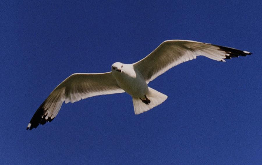 Rissa a Capri, papà uccide il gabbiano che aveva rubato il panino al figlio