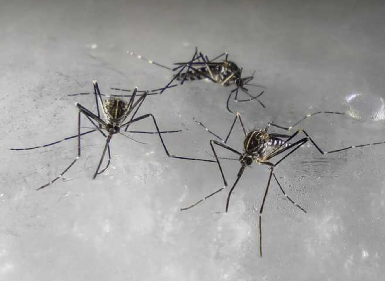 In Italia arriva la zanzara che resiste al freddo: punture anche durante l’inverno