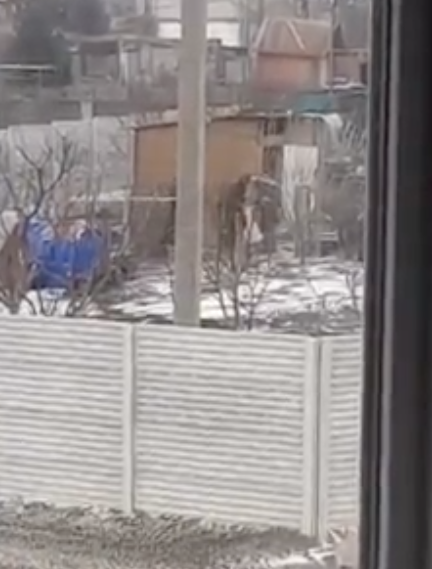 Putin riduce alla fame i soldati: ridotti a rubare galline. IL VIDEO