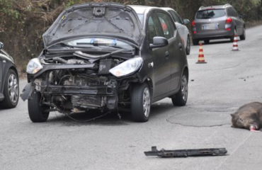 Auto contro cinghiale