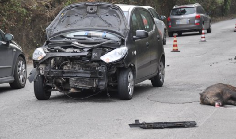 Auto contro cinghiale