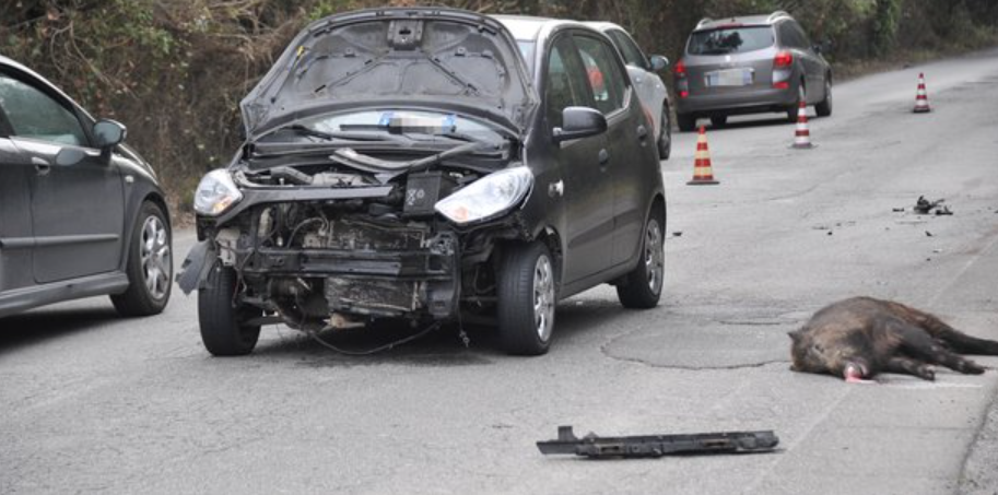 Auto contro cinghiale